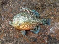 Lepomis marginatus