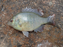 Lepomis miniatus