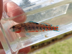 Etheostoma burri