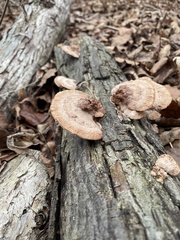 Fuscoporia gilva