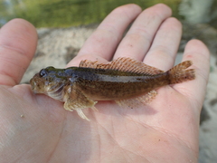 Cottus hypselurus