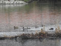 Mareca strepera strepera