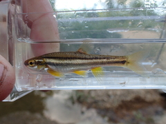 Chrosomus erythrogaster