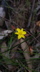Tricoryne simplex