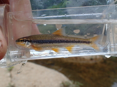 Notropis nubilus