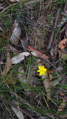 Tricoryne simplex