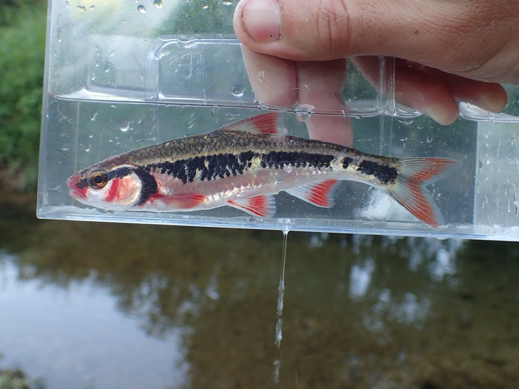 Bleeding shiner (Luxilus zonatus) — Cyprinidae