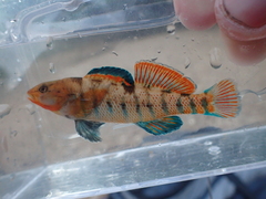 Etheostoma caeruleum