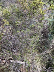 Pultenaea juniperina