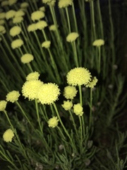 Santolina chamaecyparissus