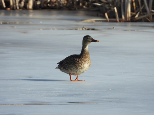 Mallard photographed in Colorado