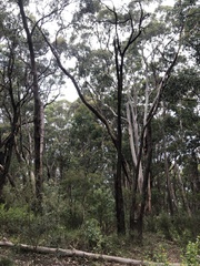 Eucalyptus aromaphloia