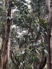 Eucalyptus aromaphloia