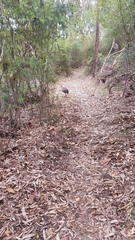 Alectura lathami lathami