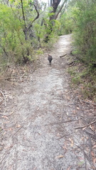 Alectura lathami lathami