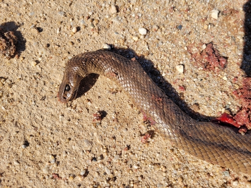 Eastern Brown Snake sighting