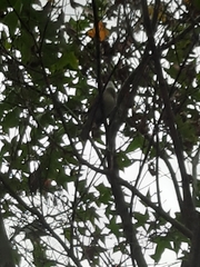 Pycnonotus sinensis formosae