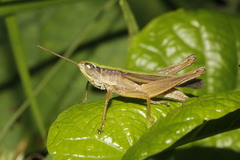 Dichromorpha prominula