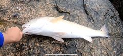 Sciaenops ocellatus