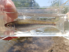 Cyprinella spiloptera