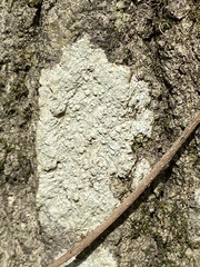 Pertusaria