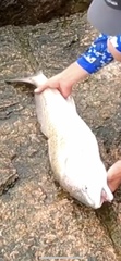 Sciaenops ocellatus