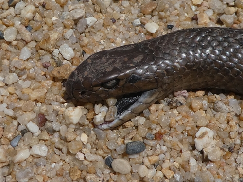 Eastern Brown Snake sighting