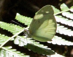 Dismorphia lelex valeria