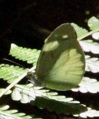 Dismorphia lelex valeria