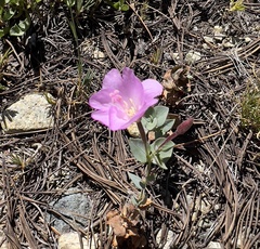 Epilobium siskiyouense