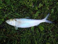 Alosa chrysochloris