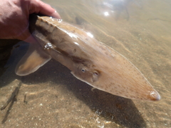 Scaphirhynchus platorynchus