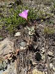 Epilobium siskiyouense