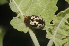 Calligrapha intermedia