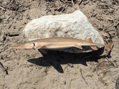 Scaphirhynchus platorynchus