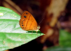 Mycalesis anapita