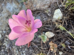 Epilobium siskiyouense