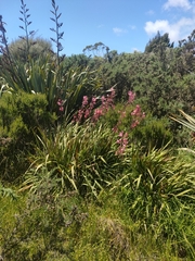 Watsonia borbonica