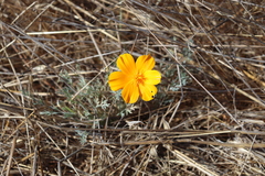 Eschscholzia californica