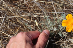 Eschscholzia californica