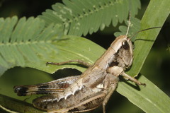 Boopedon flaviventris