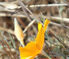 Eschscholzia californica