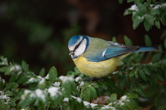 Cyanistes caeruleus
