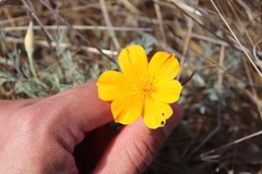 Eschscholzia californica