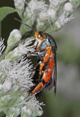 Eichlinia cucurbitae