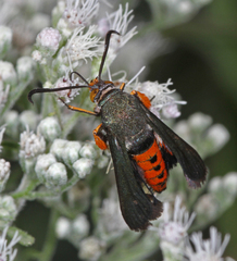 Eichlinia cucurbitae