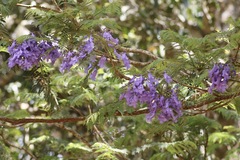 Jacaranda mimosifolia