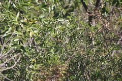 Basileuterus rufifrons