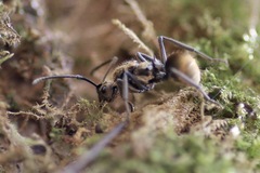 Polyrhachis militaris