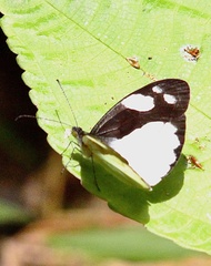 Dismorphia lelex valeria